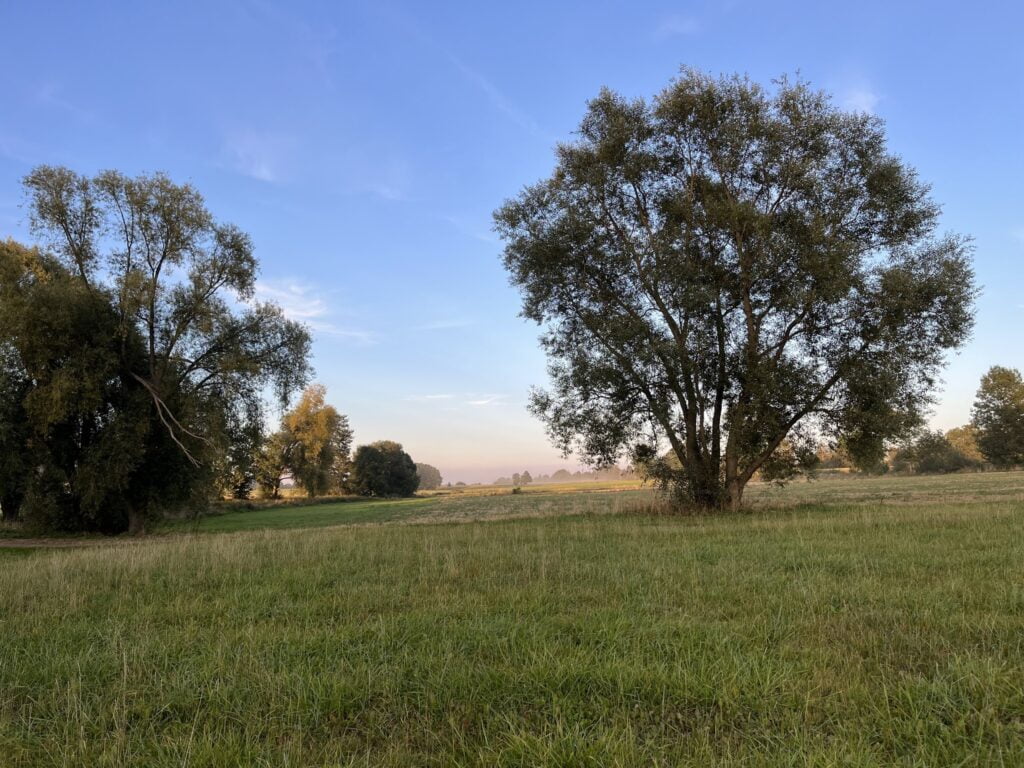 natura drzewa i łąka