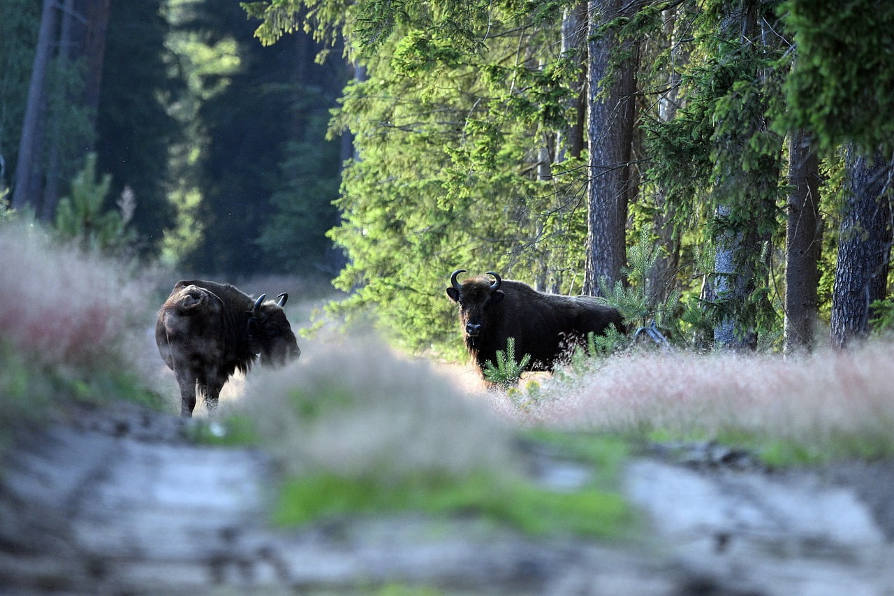 wisent, bison, bull-5398431.jpg