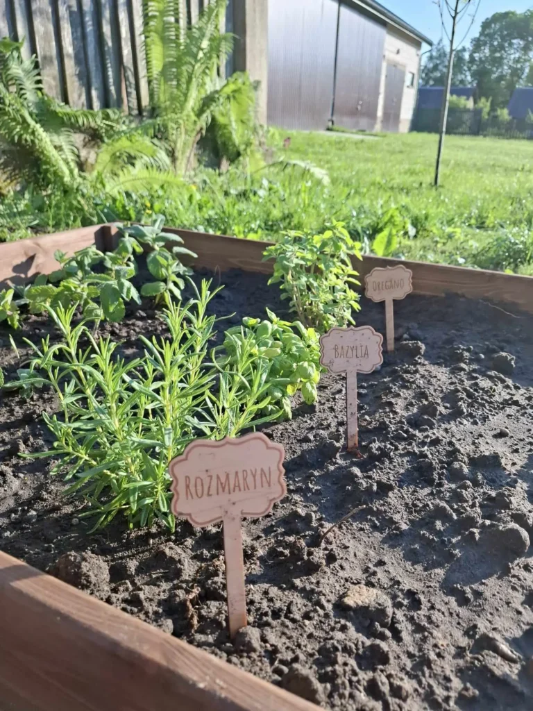 zioła w ogródku